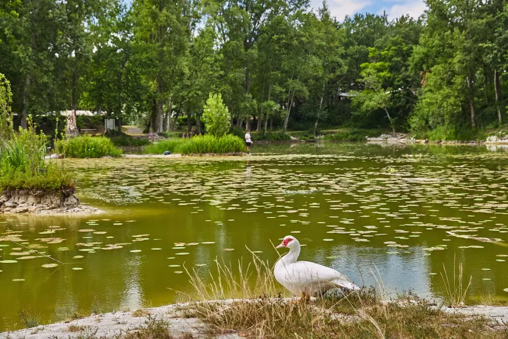 Camping Le Parc des Allais
