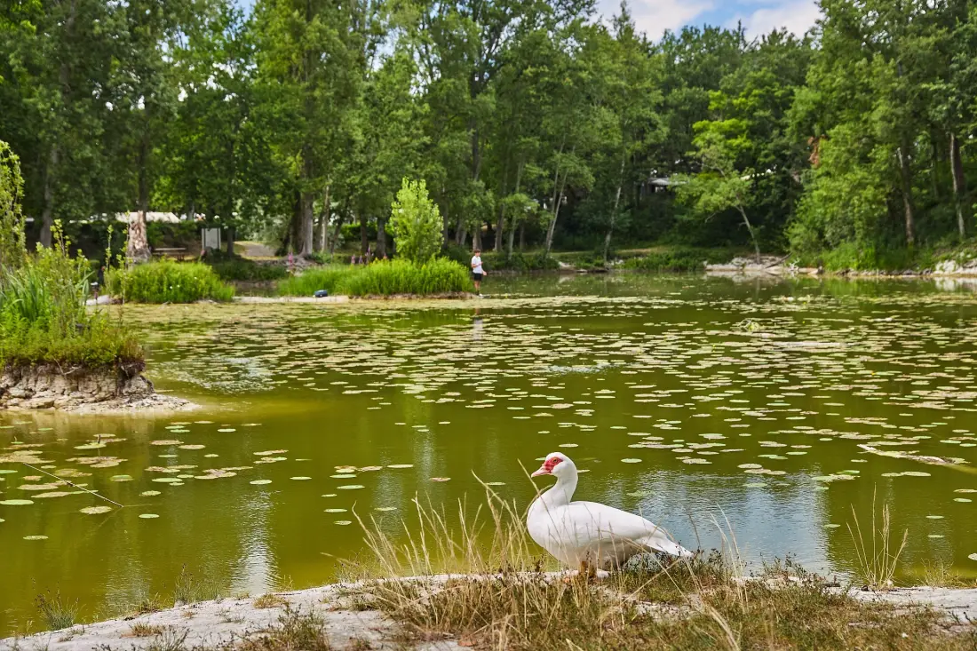 Camping Le Parc des Allais