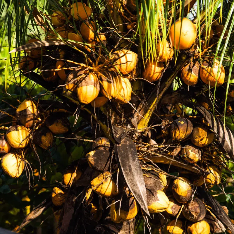 Villa Bananas Rouges