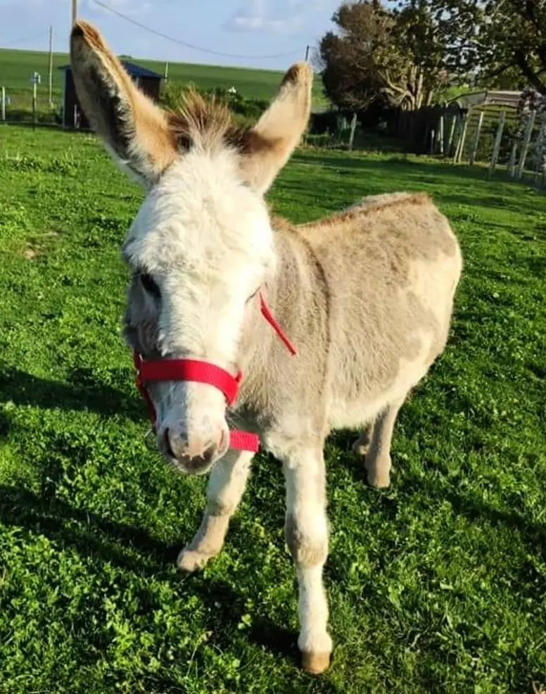 Gîte de France Gîtes de france® - l'hrondelle-l'hirondo 3 fül
