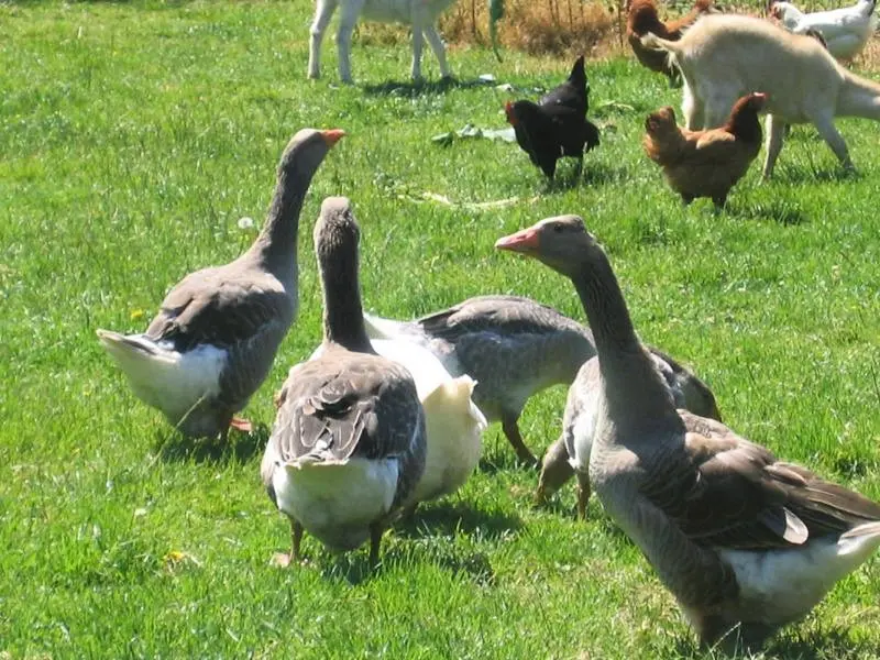 Gîte de France Gîtes de france® - a négy kerekbarrows 2 fül