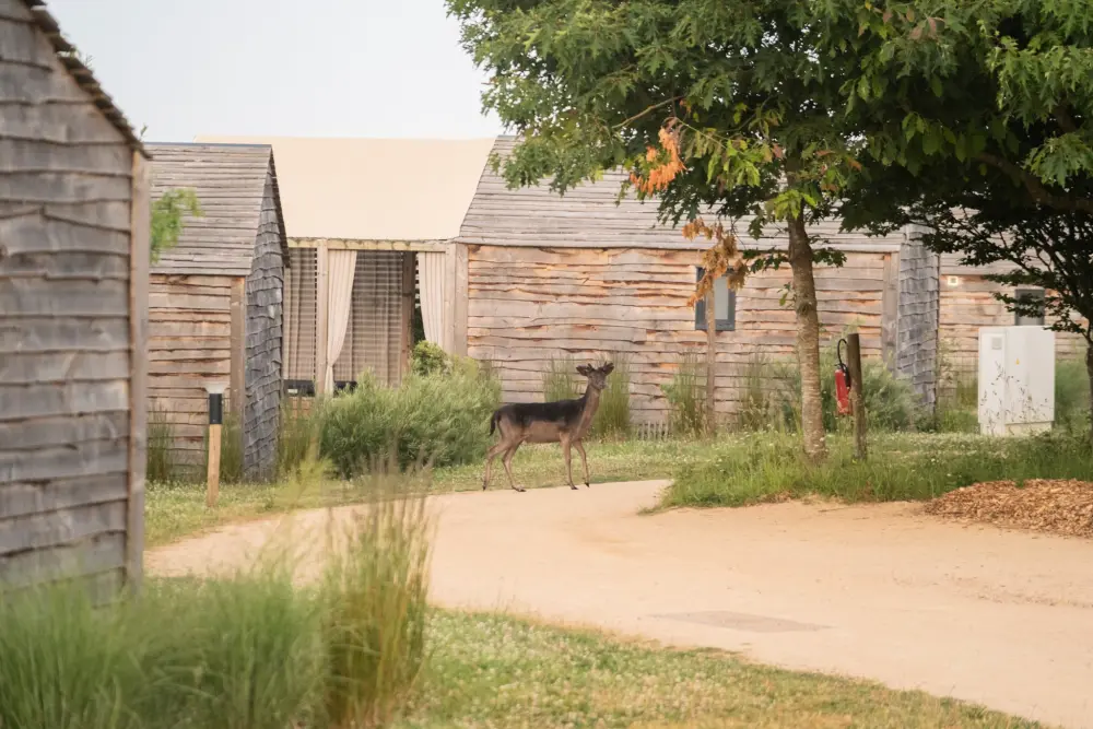 Damona Lodges #