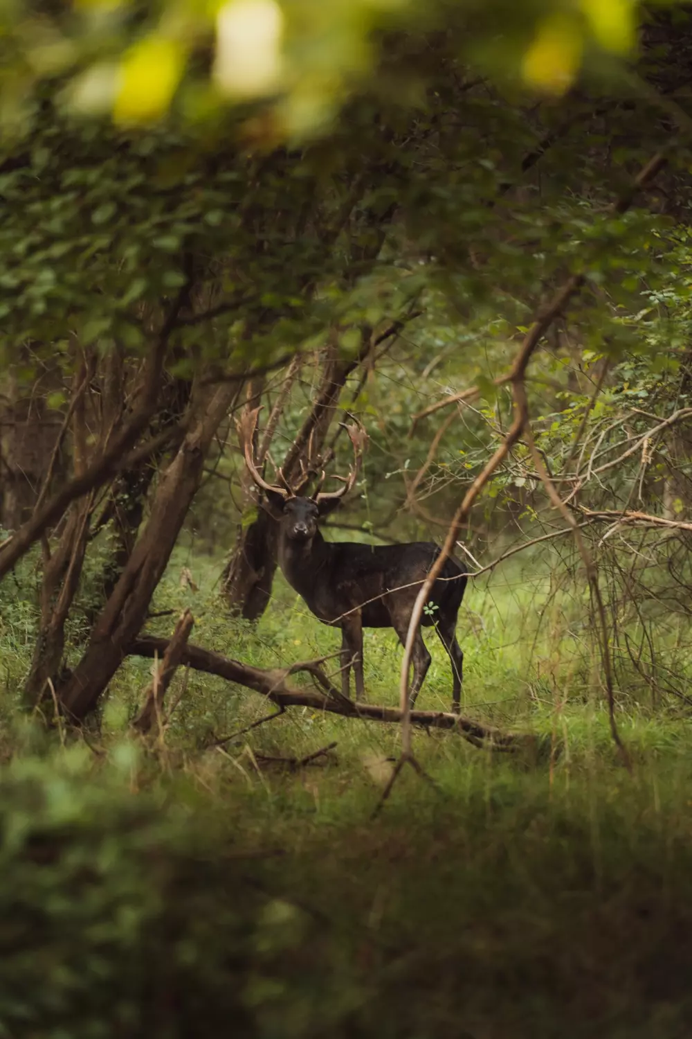 Damona Lodges 3 Sterne★★★