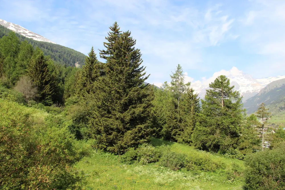 Residentie Les Alpages