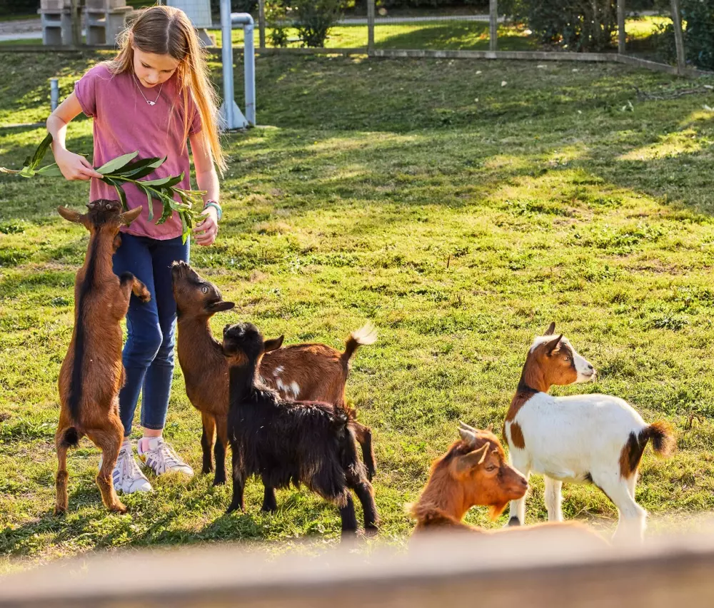 Camping maeva Club Les Jardins du Morbihan 4 Estrellas★★★★