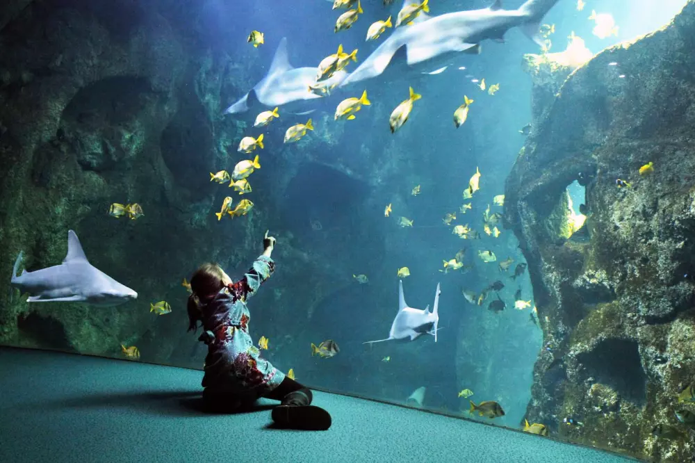 Bourg Est – Vigelière 3 Stars★★★