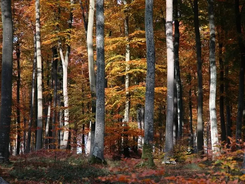 Gîte de France Gîtes de france® - au merle mockeur 3 épis