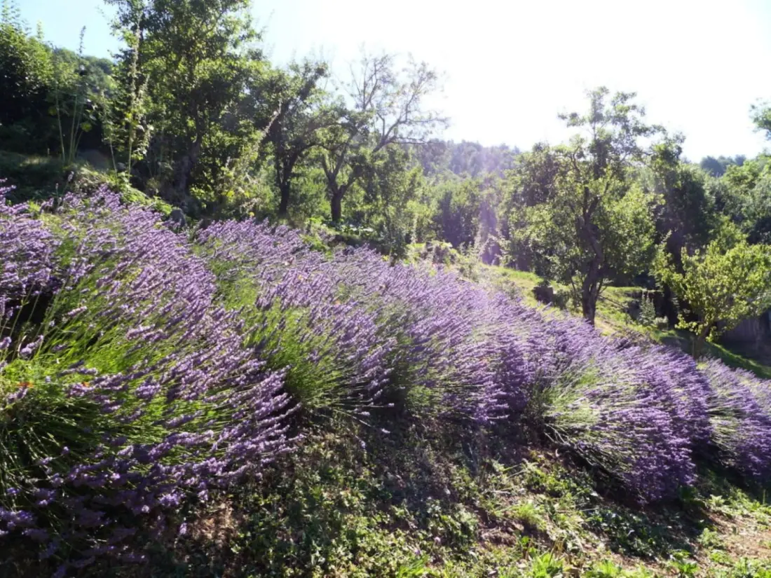 Gîte de France Der Obstgarten 3 Ohren