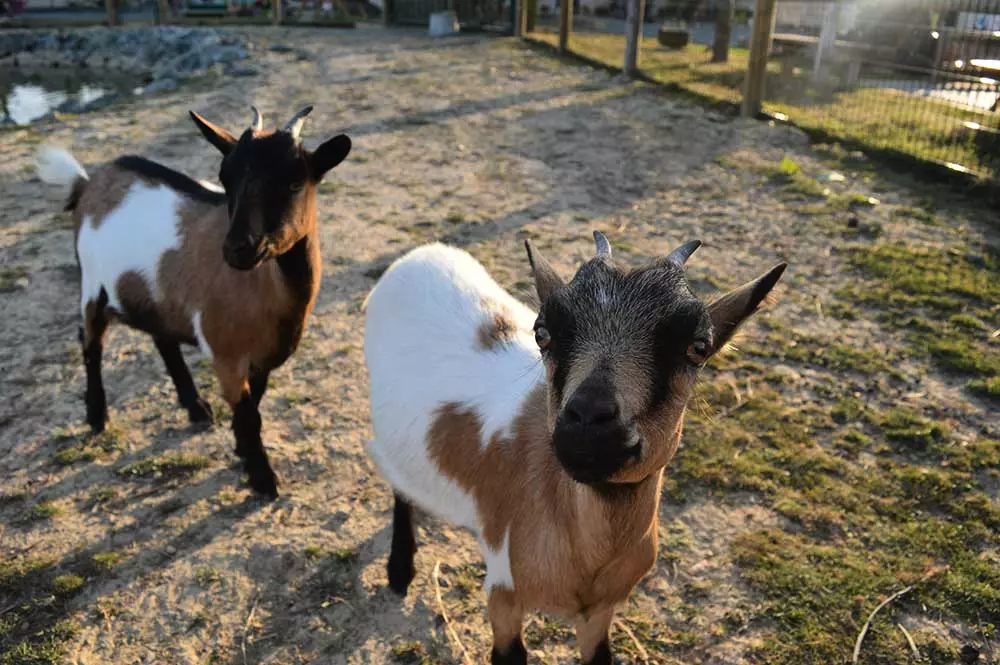 Campingplatz Paradis de la Motte4 Sterne★★★★