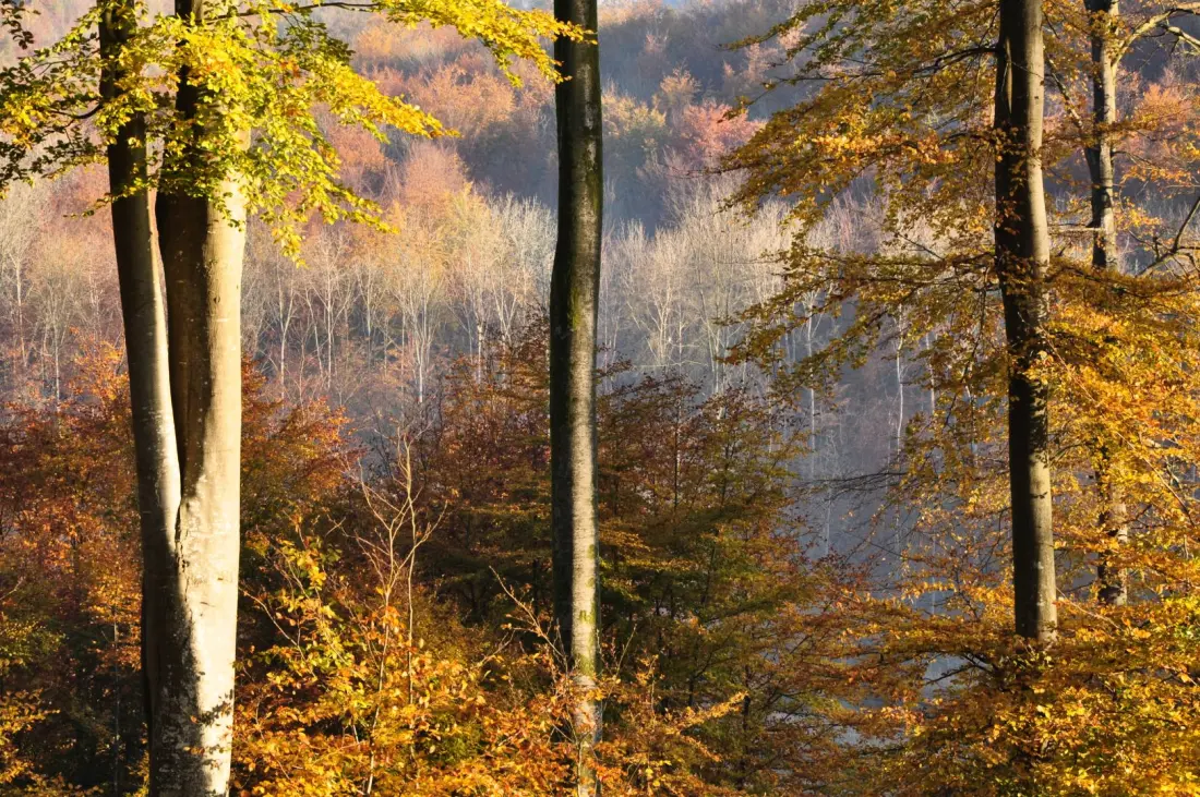 Gîte de France Gîtes de france® - az erdő kapuja 3 fül