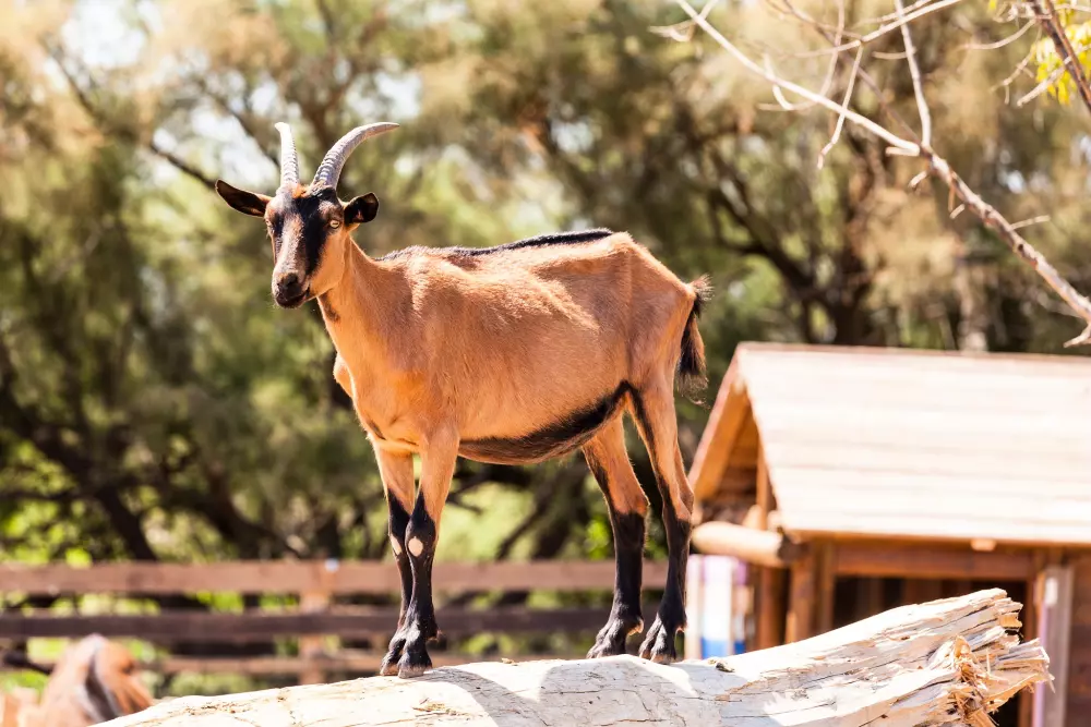 Camping Le Méditerranée Plage
