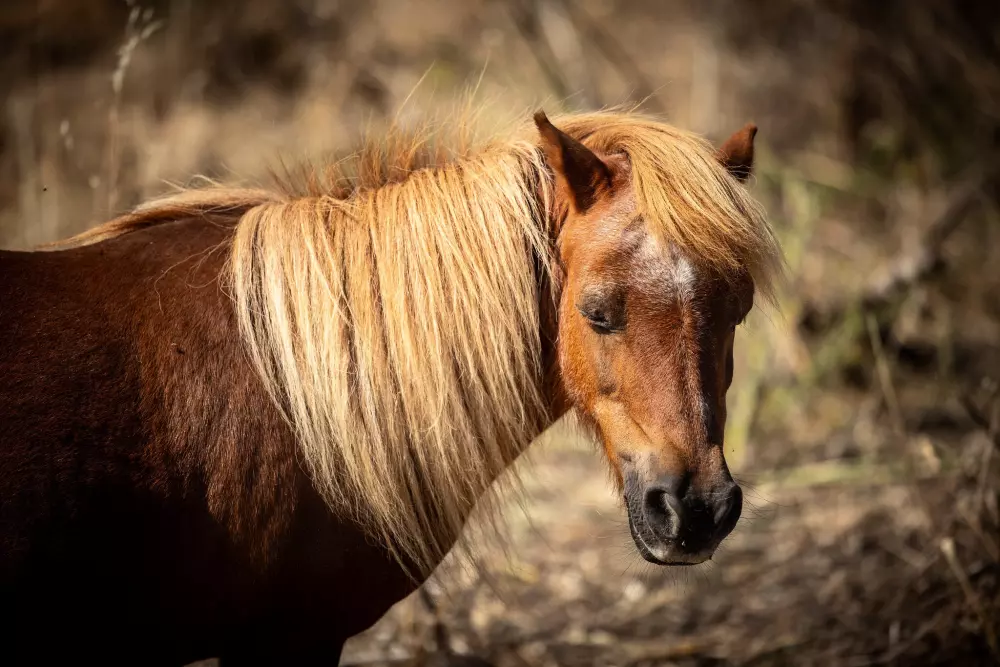 Camping Les Salins de la Gardiole