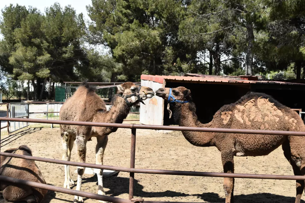 Camping Marina Plage3 Estrellas★★★