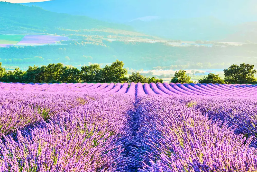 Camping Sûnelia Hippocampe5 Sterren★★★★★