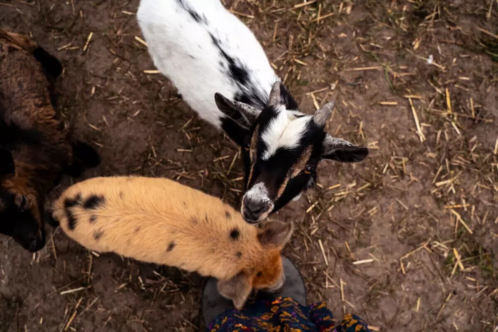 Camping Siësta (Vodatent)